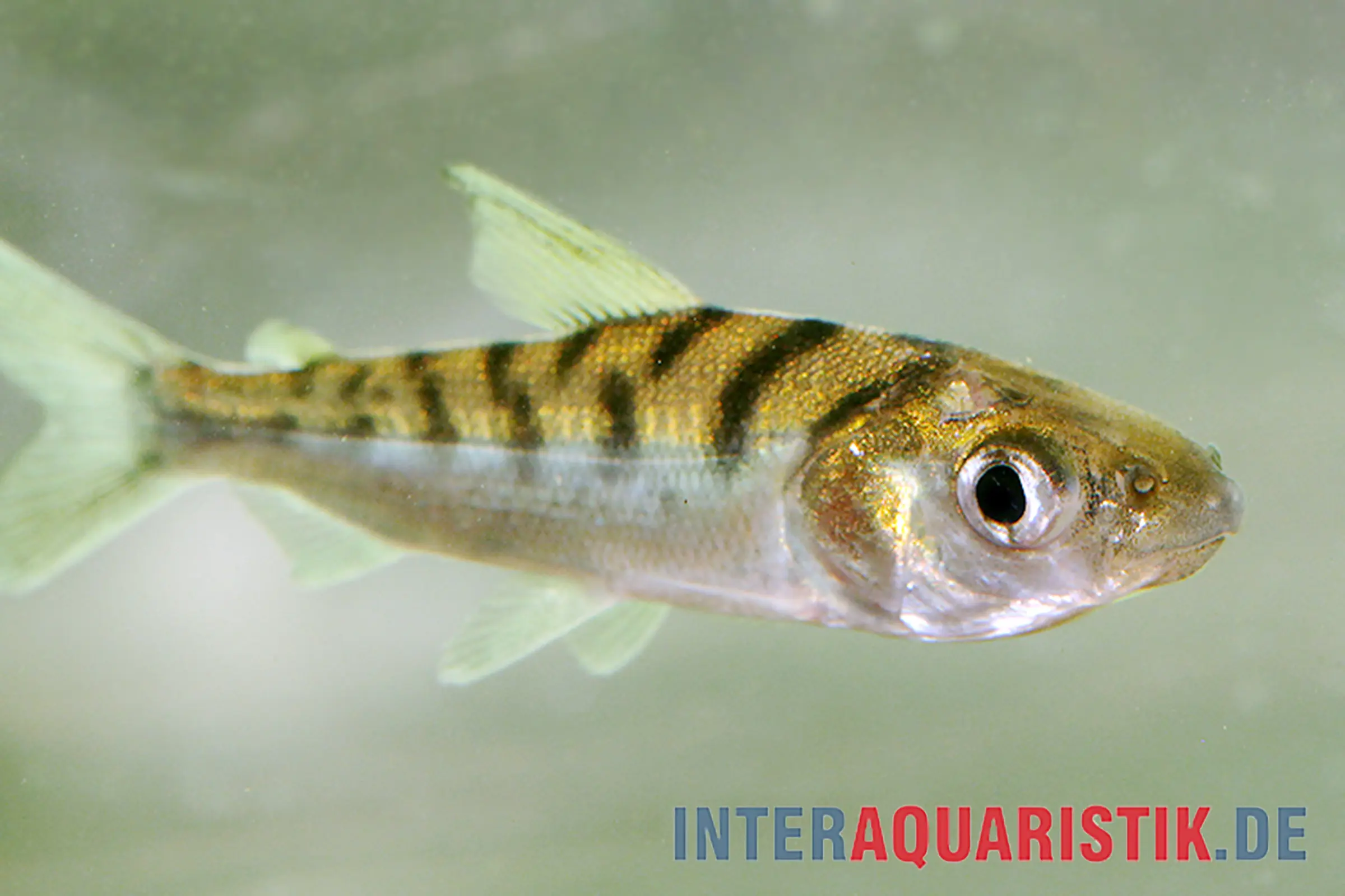 Gestreifter Süßwasserfisch im Aquarium