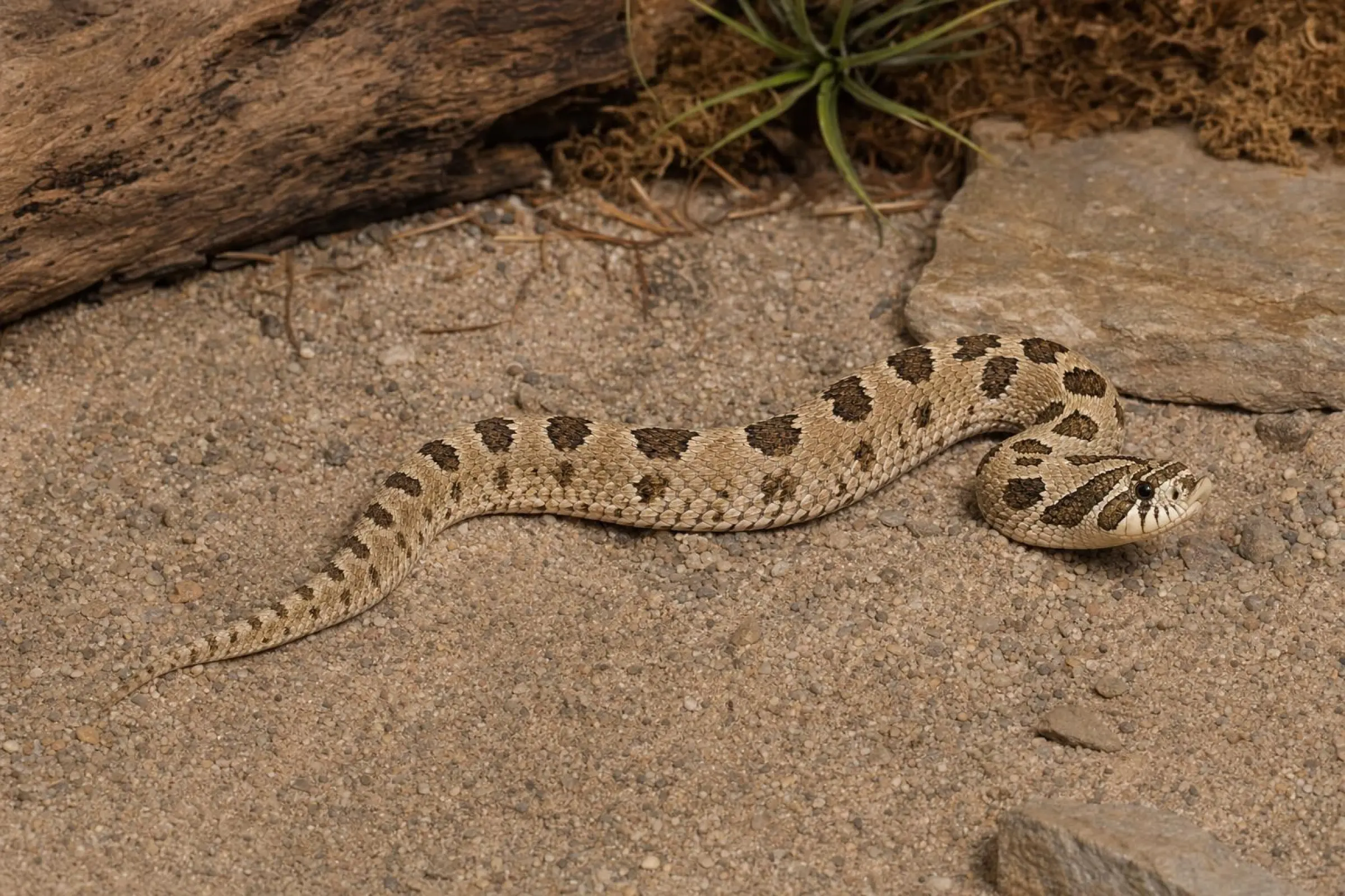 Couleuvre à nez crochu de l’Ouest « Anaconda », Heterodon nasicus