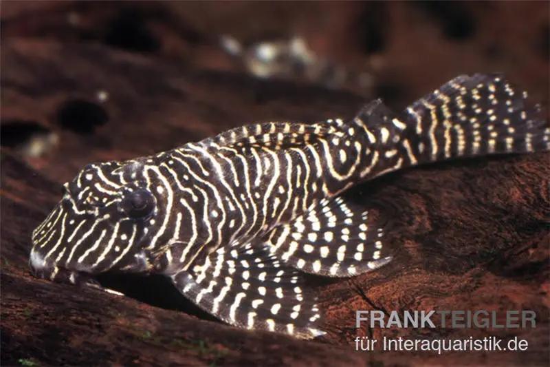 Pléco Queen Arabesque, L260, Hypancistrus sp., 4-6 cm