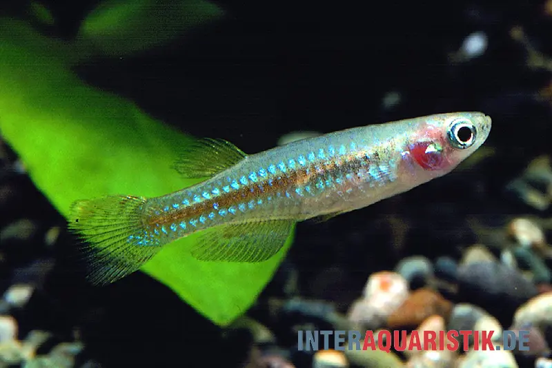 Poisson lampeye multicolore, Aplocheilichthys pumilus
