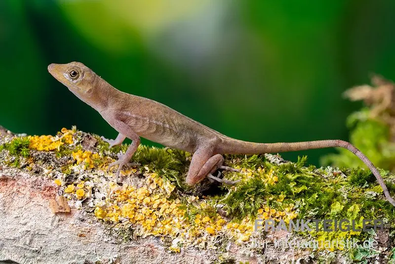 Anolis cuivré, Anolis cupreus