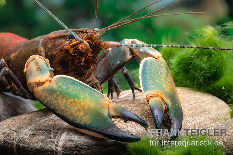 Cherax sp. « Red Chilli Blue Claw »