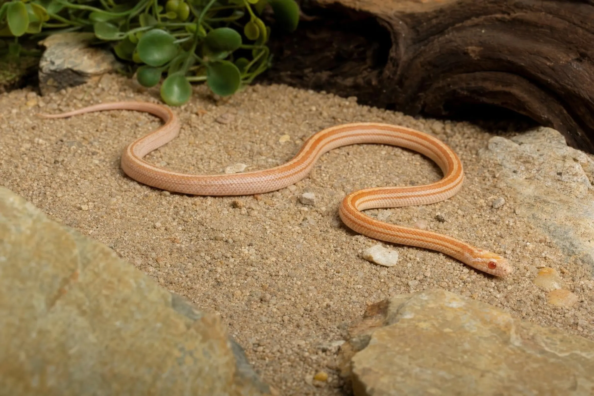 Serpent des blés « Hypo Striped », Pantherophis guttatus