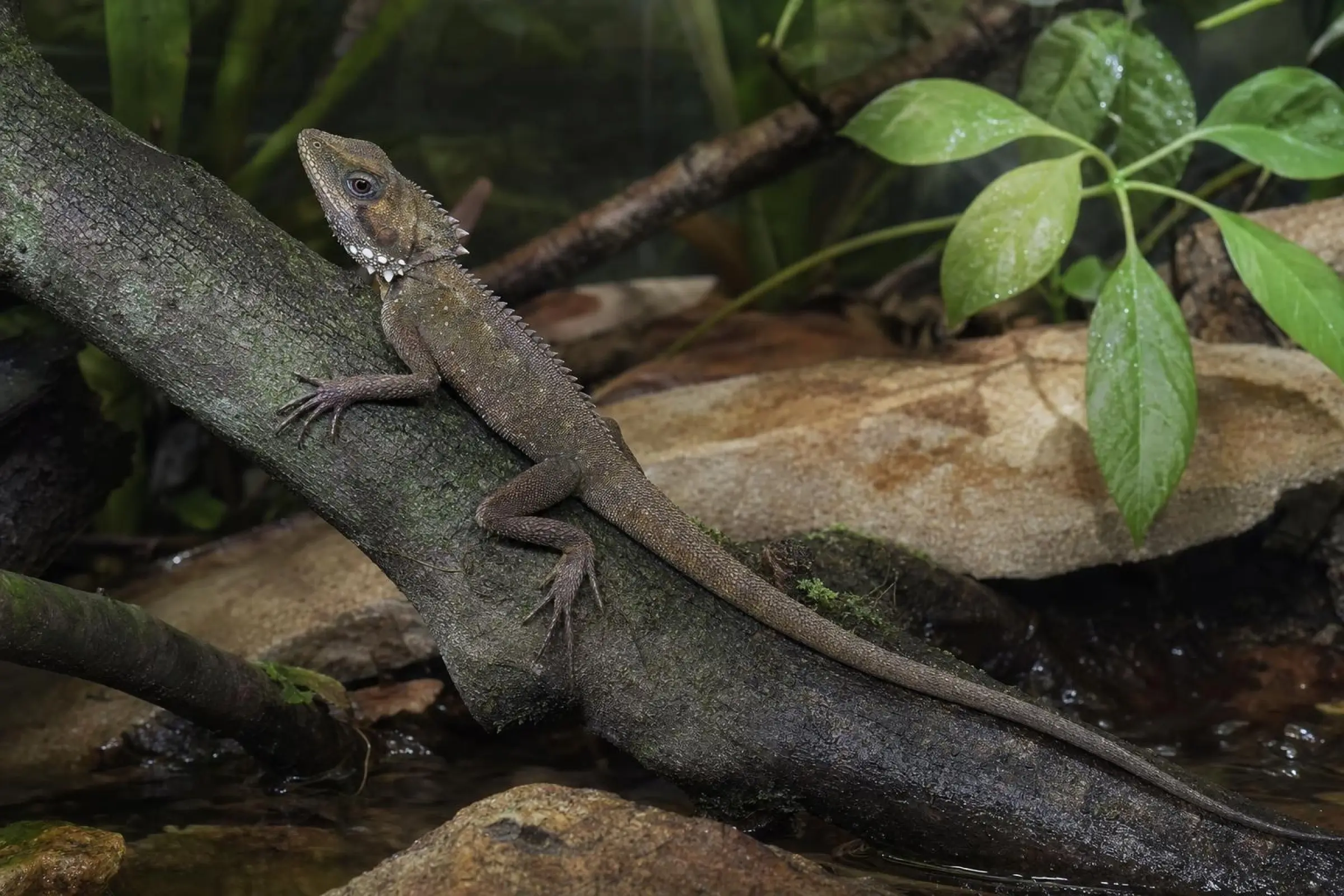 Agame à tête anguleuse de Godeffroy, Hypsilurus godeffroyi