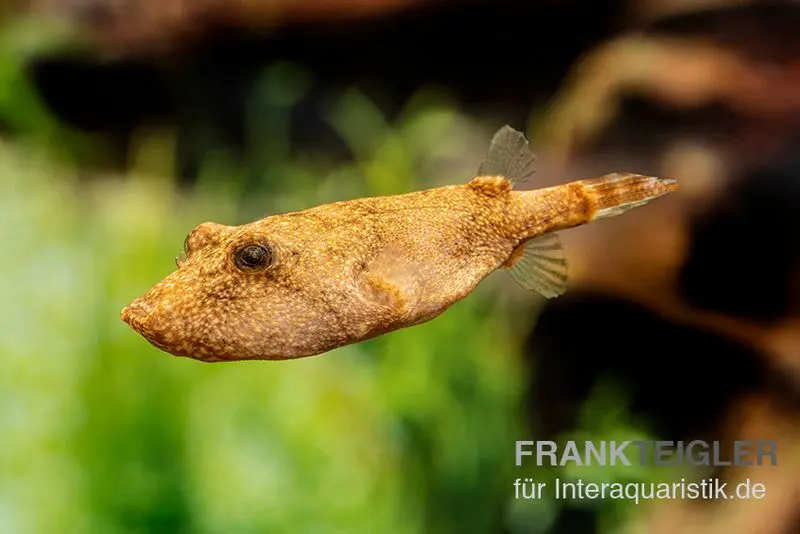 Poisson-globe brun, Tetraodon miurus