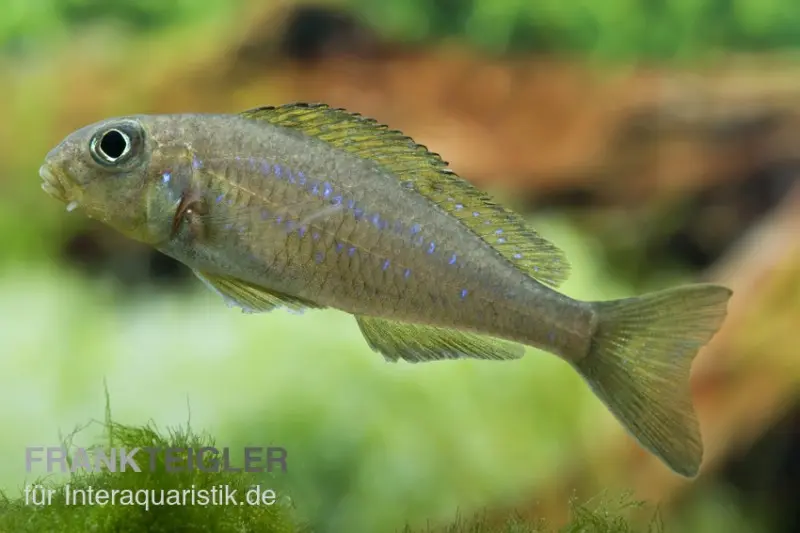 Cichlidé des sables jaune, Xenotilapia flavipinnis