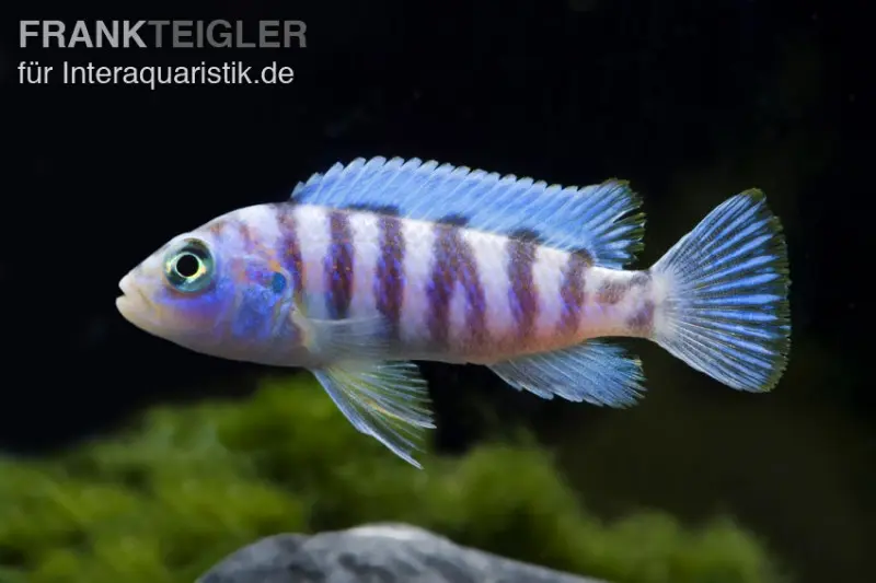 Cichlidé zèbre bleu, Pseudotropheus zebra, élevage allemand
