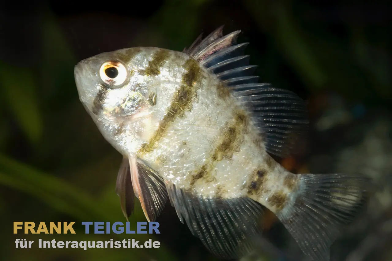 Perche-soleil à bandes, Enneacanthus chaetodon, 5-8 cm (eau froide)