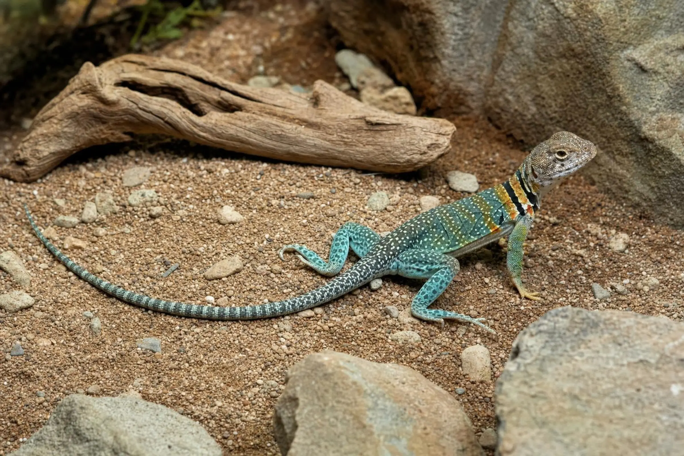 Lézard à collier « Wichita Mountains », Crotaphytus collaris