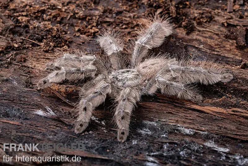 Mygale marbrée, Heteroscodra maculata 