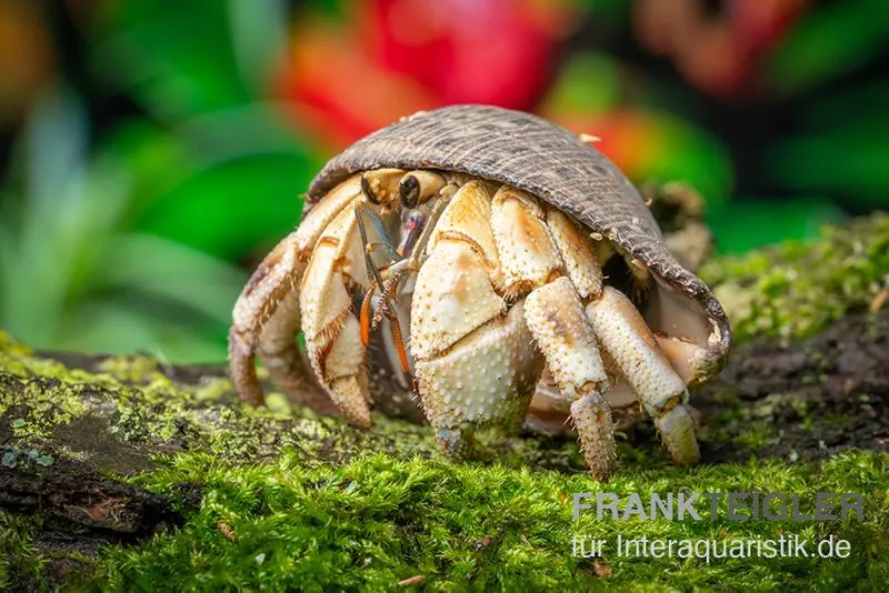 Crabe ermite marbré, Coenobita sp. « Marble »