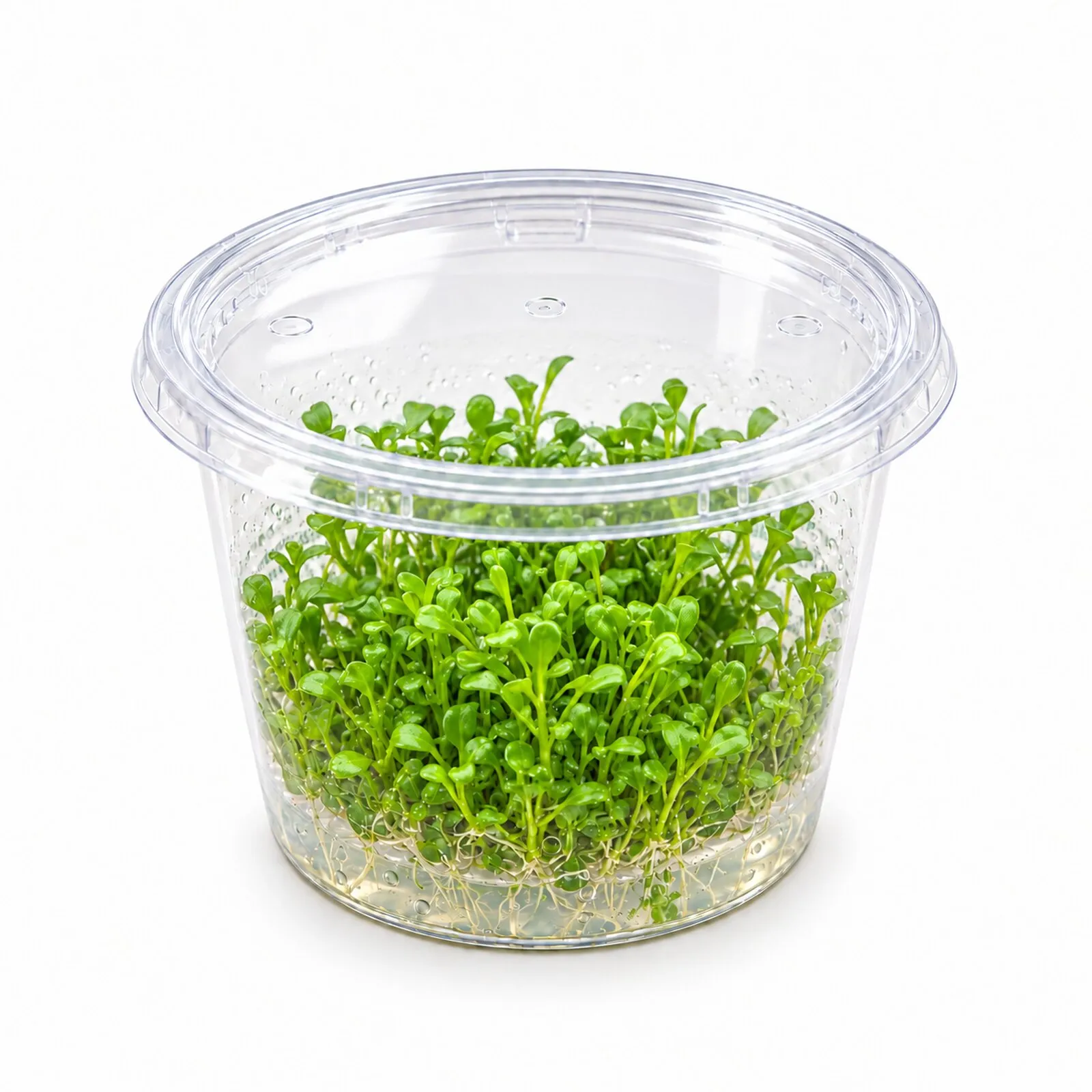 Glossostigma australien, Glossostigma elatinoides, in vitro