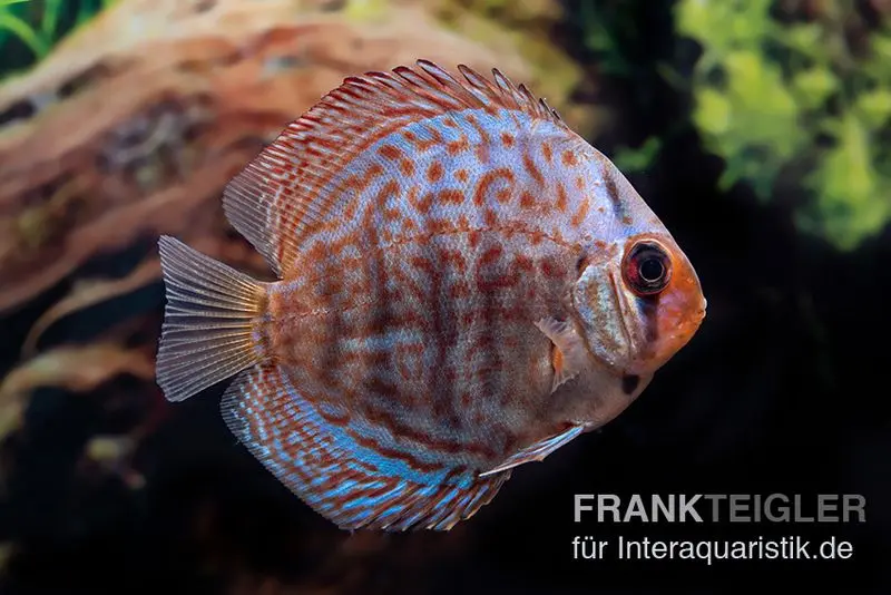 Discus élevage asiatique, Symphysodon discus Blue dragon