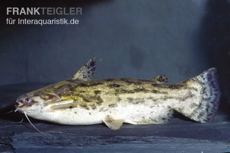 Poisson-chat des racines, Trachelyopterus galeatus