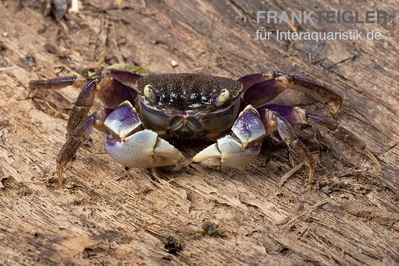 Crabe-araignée bleu, Neosarmatium rotundifrons