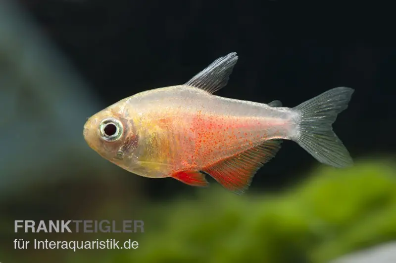 Rouge de Rio orange, Hyphessobrycon flammeus orange