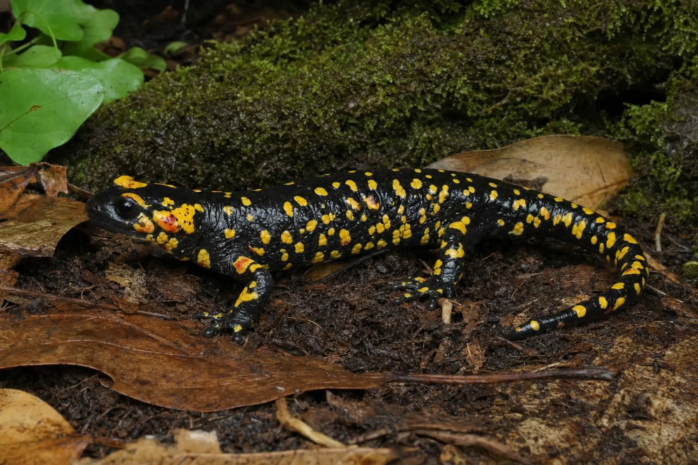 Salamandre de feu de Béjar, Salamandra s. bejarae