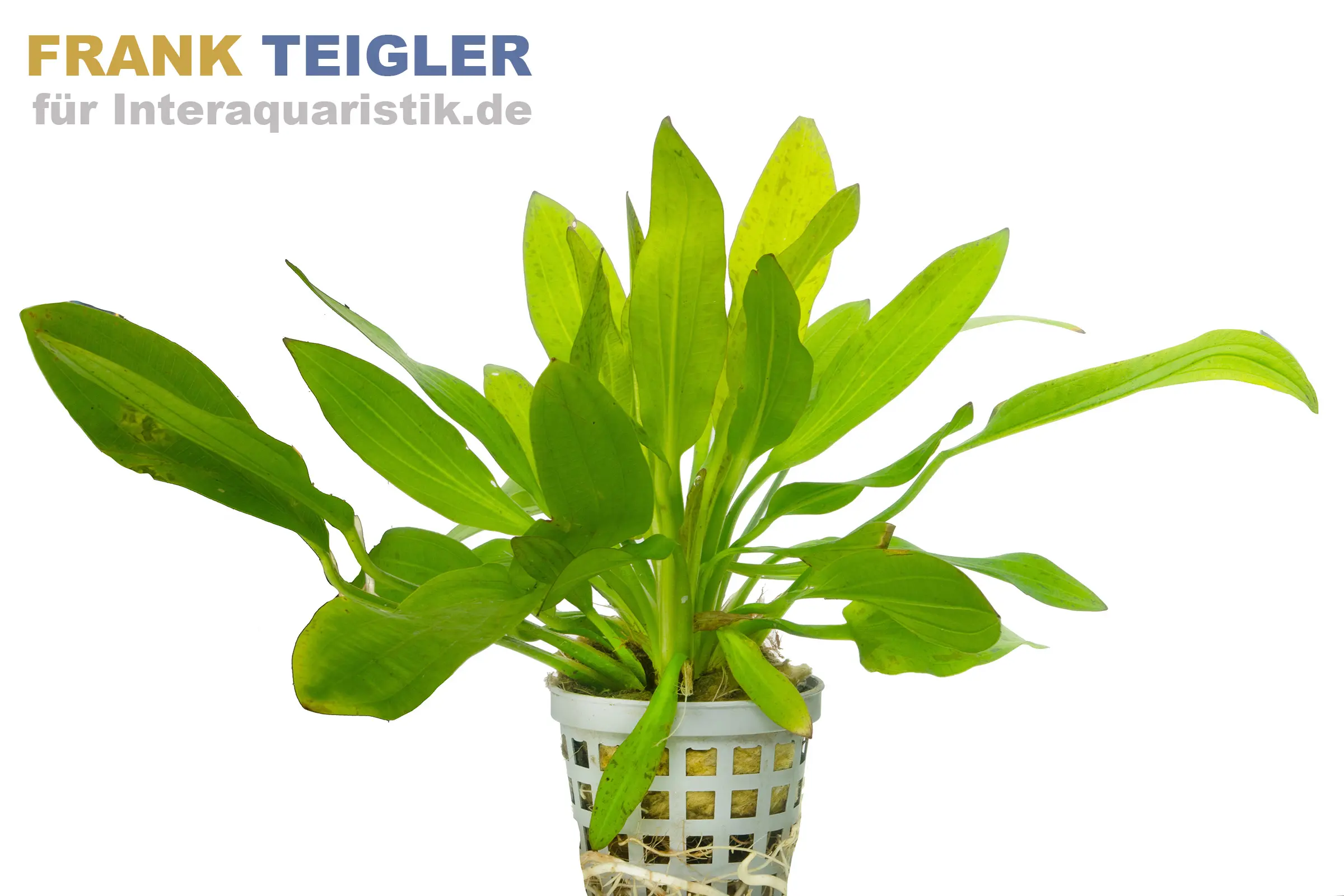 Echinodorus « Python », Jungle Star n° 3, en pot