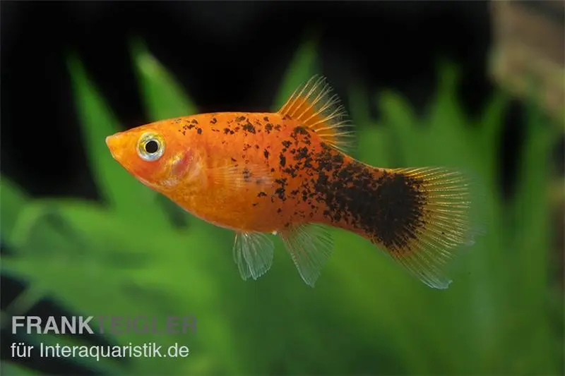 Platy calico rouge, Xiphophorus maculatus