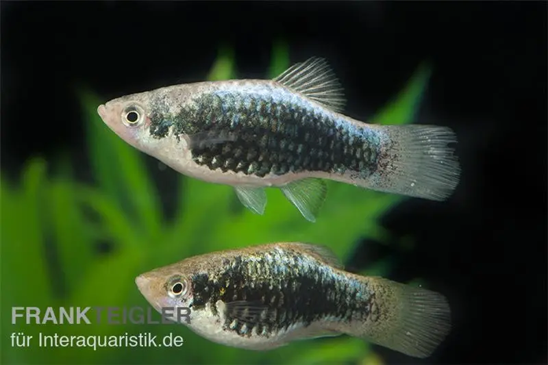 Platy métallique, Xiphophorus maculatus