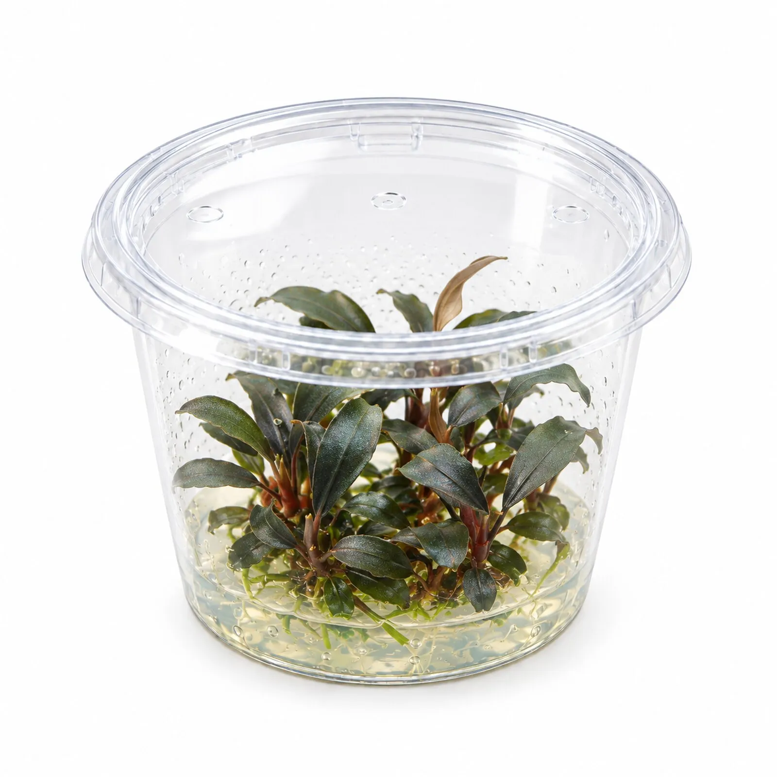 Bucephalandra brownie « Ghost », in vitro
