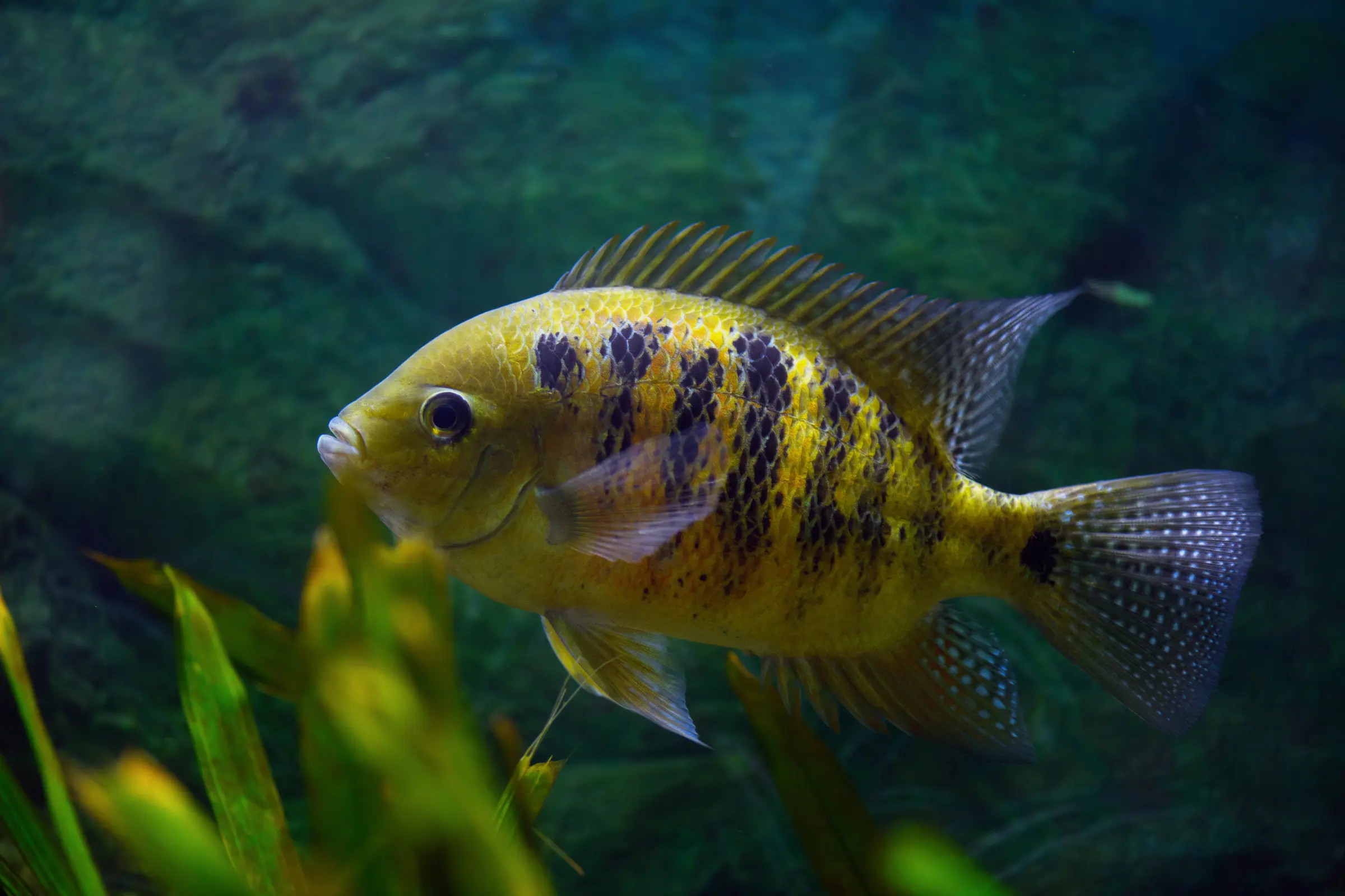 Cichlidé doré, Vieja bocourti