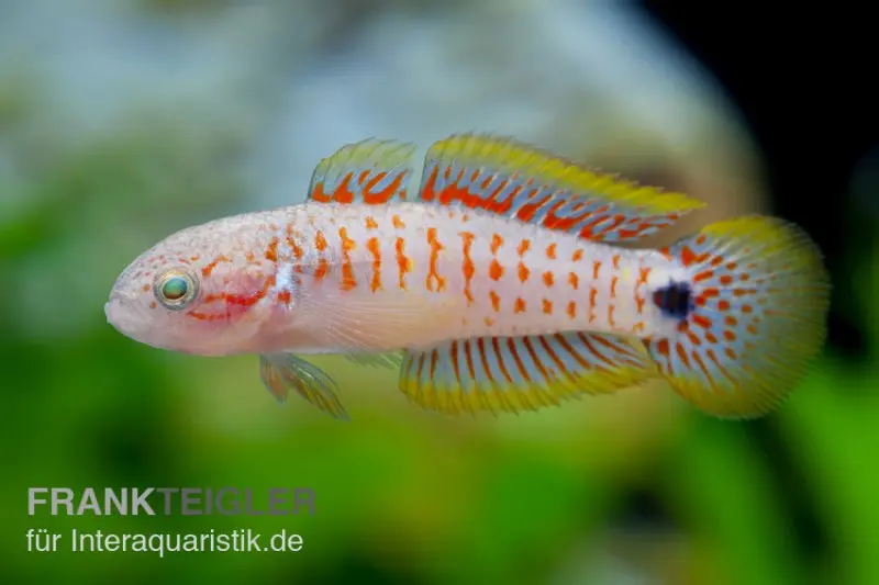 Gobie pastel, Tateurndina ocellicauda