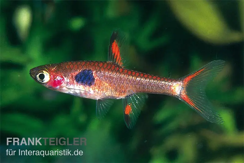 Rasbora nain à tache dorée, Boraras merah (mini-poisson)