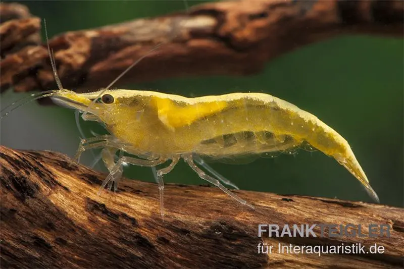 Crevette Yellow Fire Neon, Neocaridina davidi « Yellow Fire Neon »