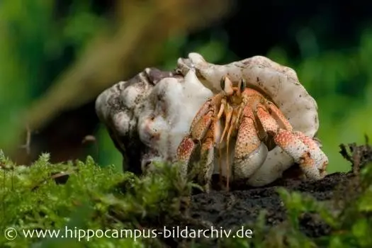 Bernard-l’ermite terrestre, Coenobita pseudorugosus