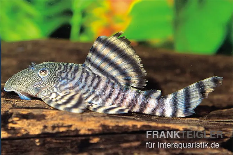 Pléco tigre rose, L226, Panaqolus changae, 7-8 cm