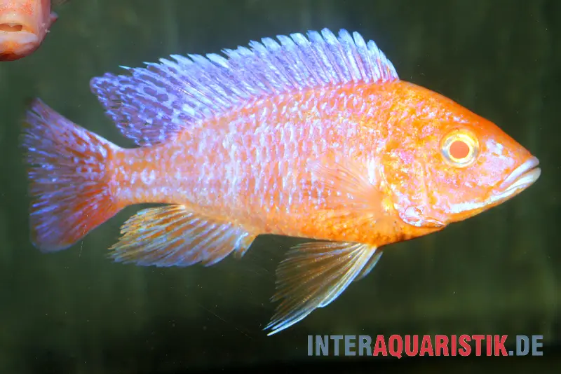 Aulonocara spec. Dragon Blood albino, élevage allemand