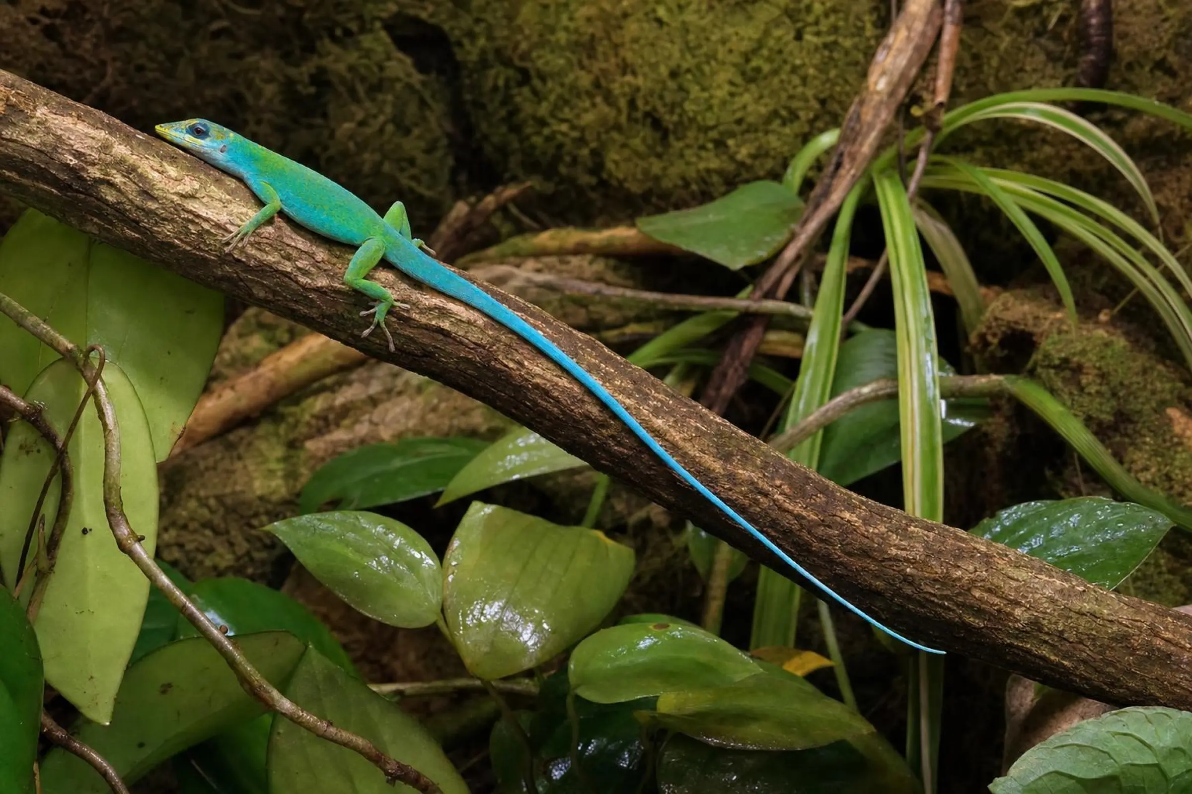 Anolis à lèvres blanches d’Haïti, Anolis coelestinus