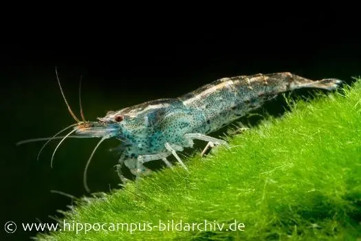 Crevette naine bleue, Neocaridina babaulti