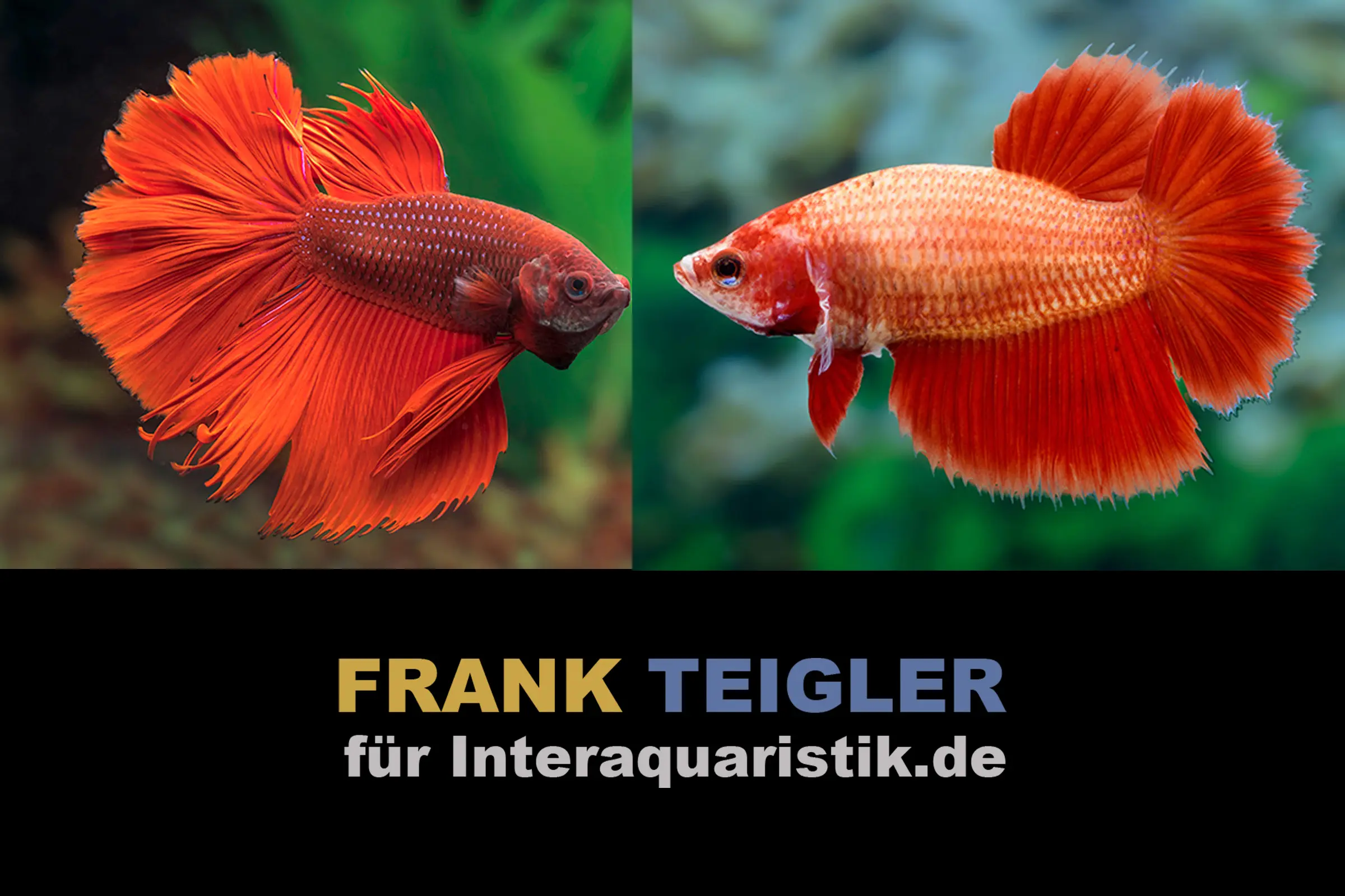Couple : combattant Halfmoon Super Red, Betta splendens