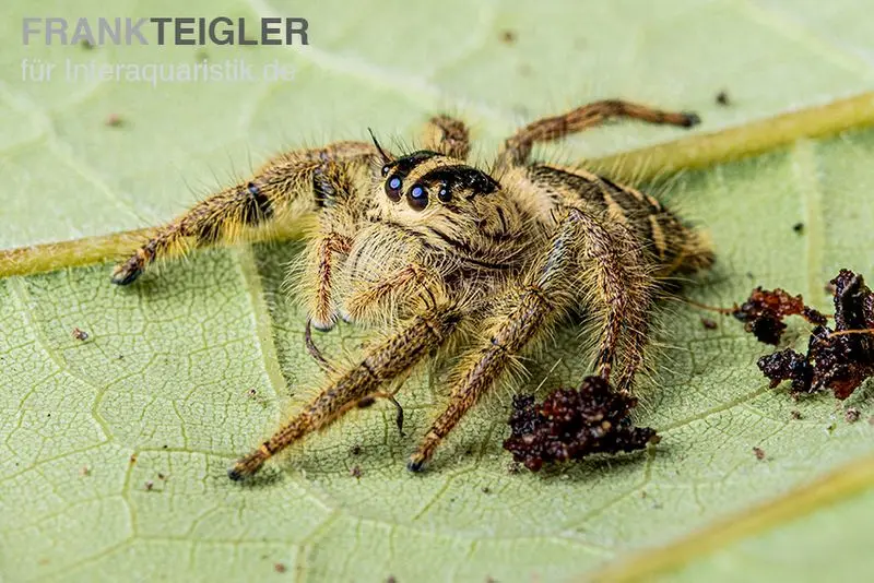 Araignée sauteuse, Hyllus diardi, mixte