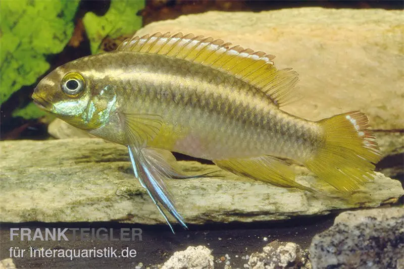 Cichlidé kribensis jaune, Pelvicachromis pulcher yellow, 4-6 cm