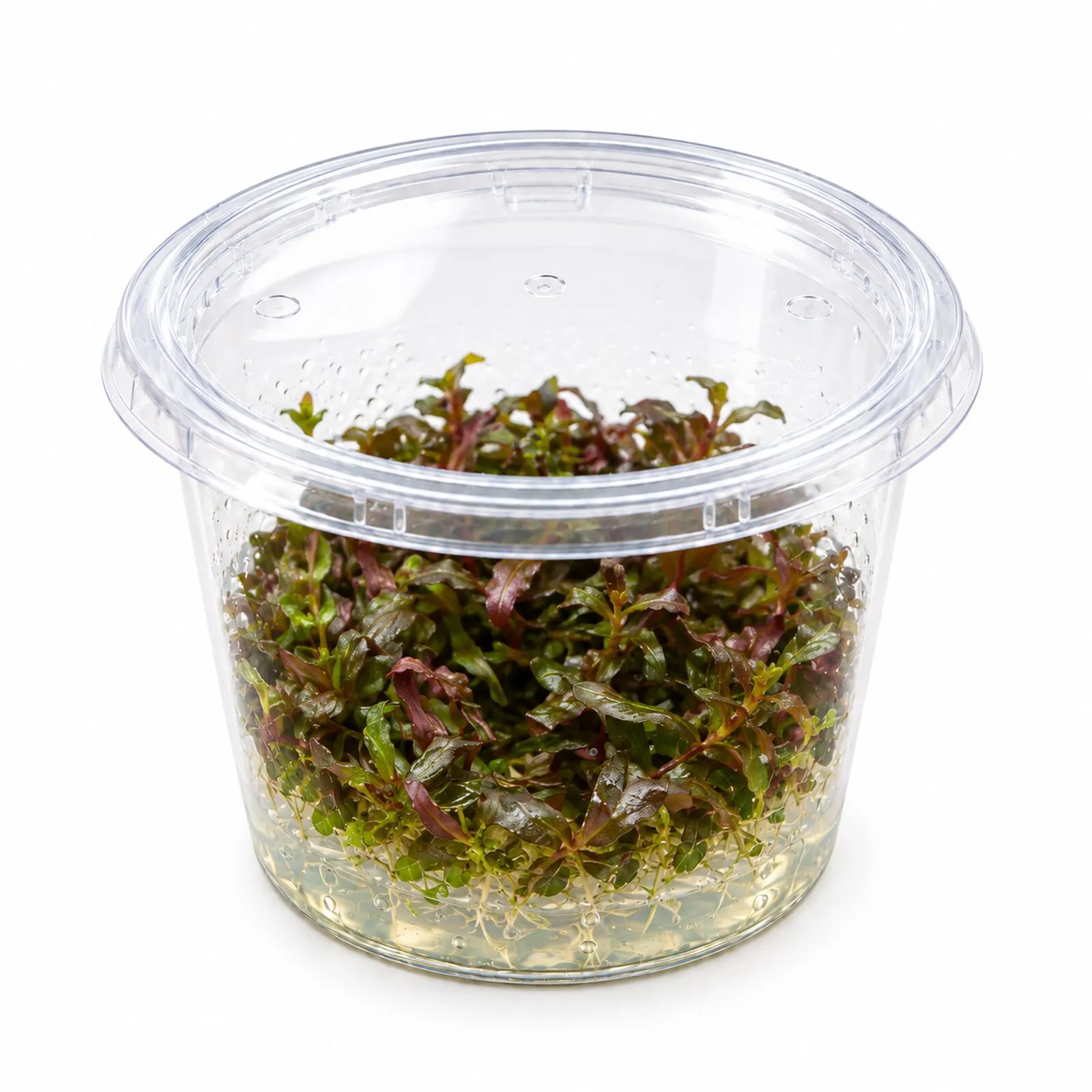 Rotala à feuilles denses, Rotala macrandra, In Vitro