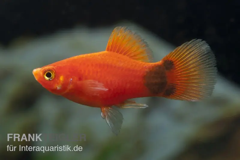 Platy Mickey Mouse rouge, Xiphophorus maculatus