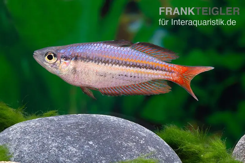 Poisson arc-en-ciel occidental, Melanotaenia splendida australis