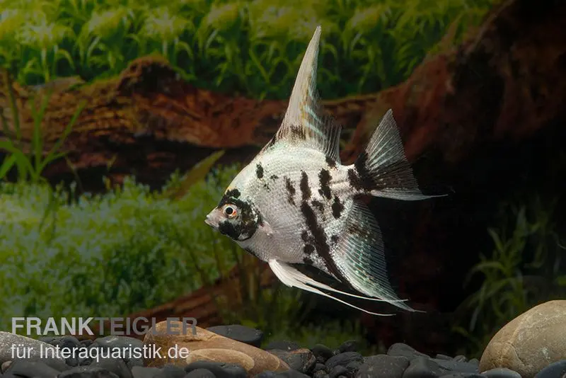 Scalaire Platinum Marbré, Pterophyllum scalare