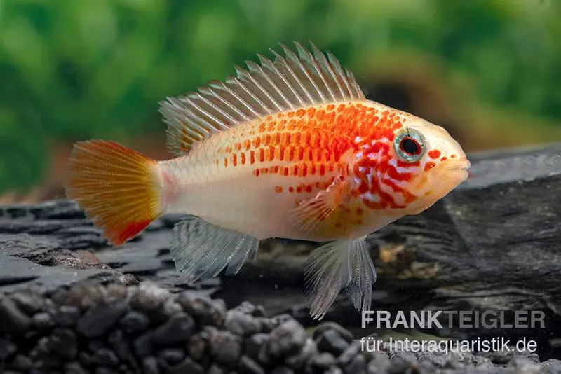 Cichlidé nain à gorge noire doré, Apistogramma viejita gold, par couple