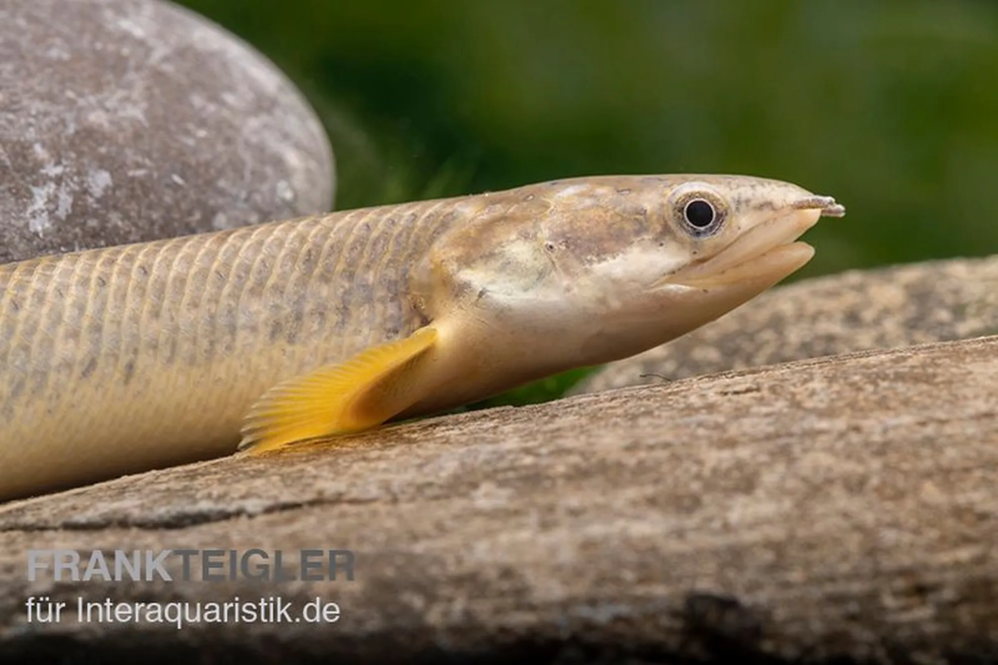 Polyptère de Polli, Polypterus polli, 15-18 cm (palmas), 13 cm