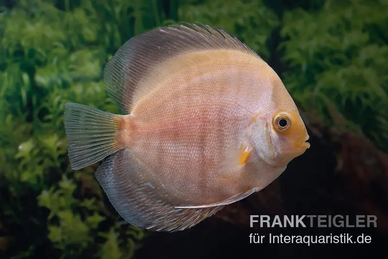 Discus élevage asiatique, Symphysodon discus Snow white