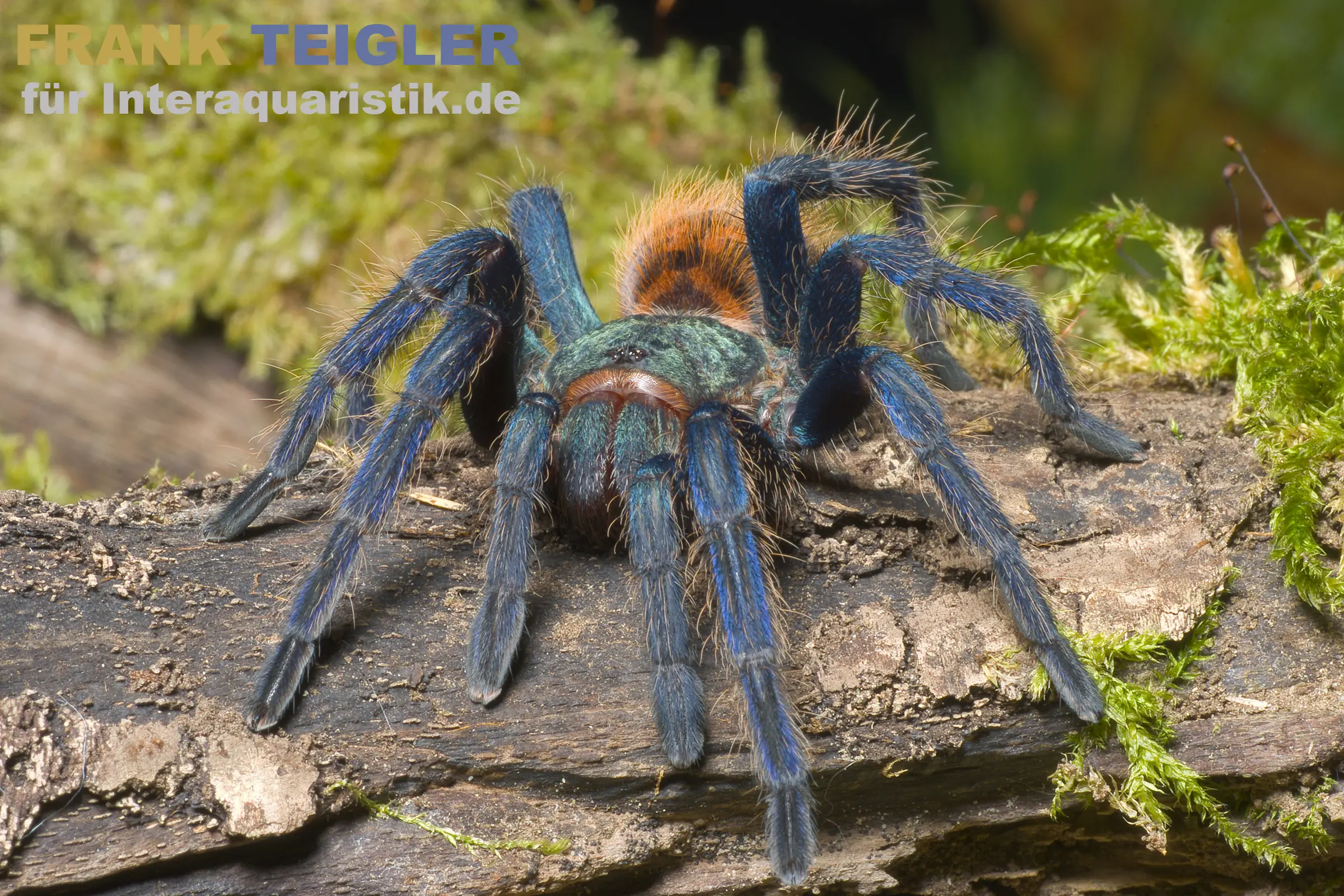 Mygale à pattes bleues, Chromatopelma cyaneopubescens