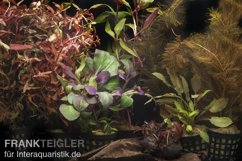 Assortiment de plantes d’aquarium « Rouge » pour aquarium de 80 cm, set de plantes d’aquarium