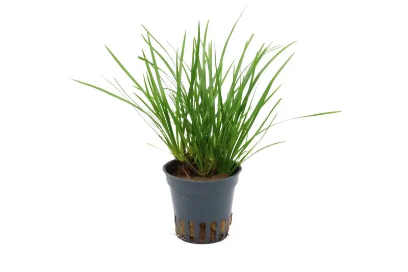 Calamus nain, Acorus gramineus var. pusillus, en pot