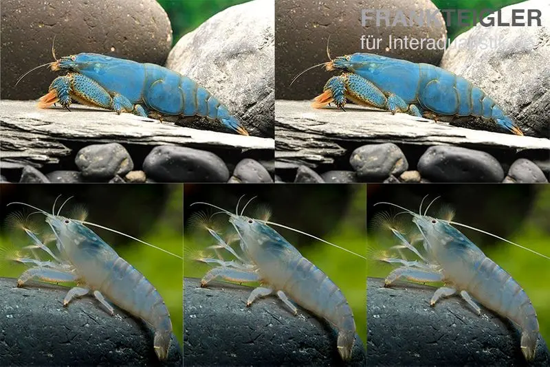 Lot : set de crevettes à éventail « Monster-Familie », 2 x crevette à éventail Monster XL + 3 x crevette à éventail Monster M