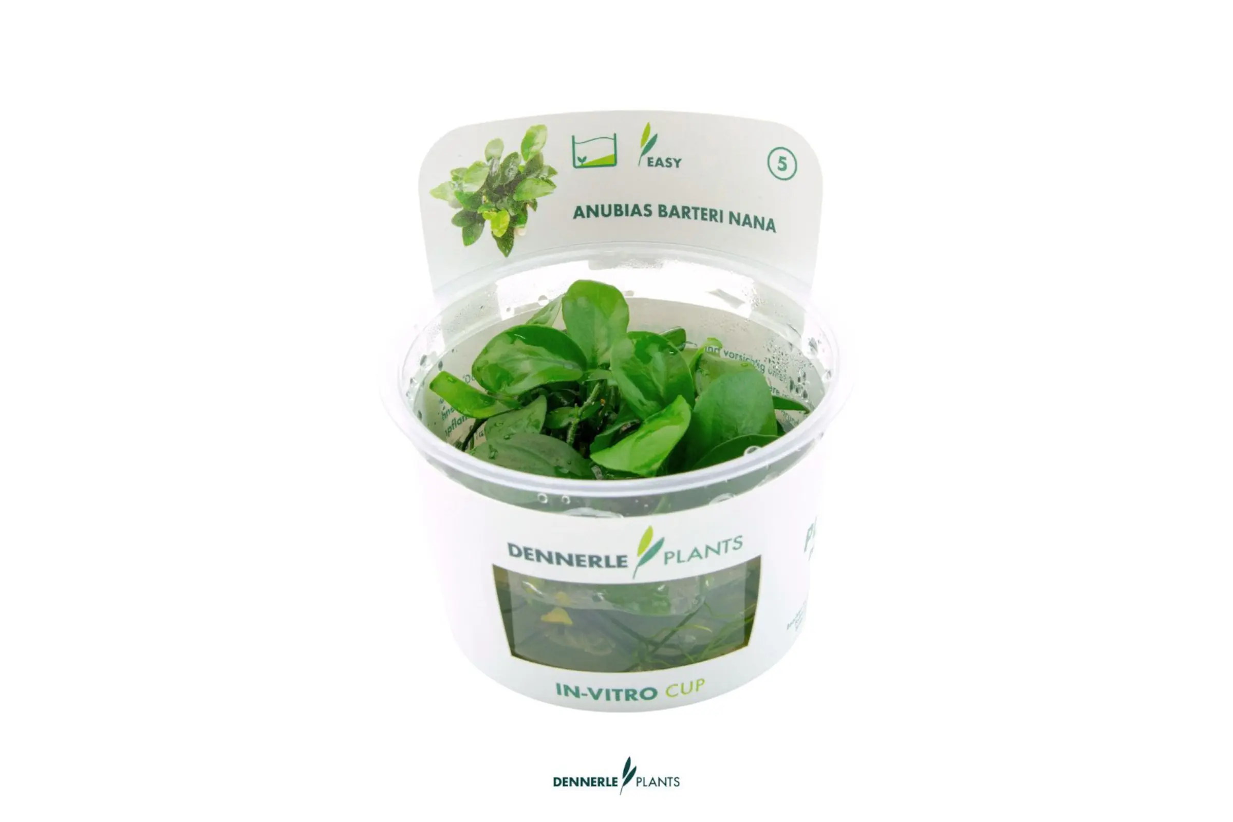 Petite anubias, Anubias nana, In Vitro