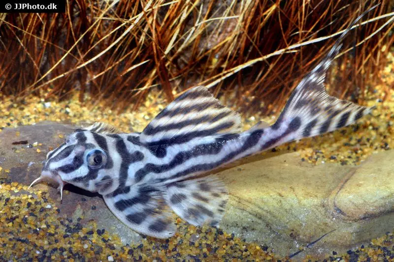 Pléco zébré, Hypancistrus spec. L173, 4-5 cm